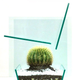 Illustration for article titled The Least Uncomfortable Way To Sit On a Cactus